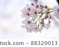 輕輕出現的櫻花 88320013