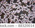 漂浮在水錶面上的櫻花瓣 88320014