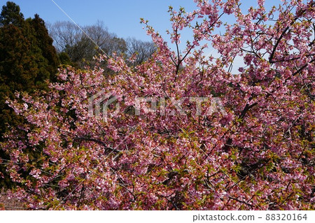 Cherry blossom scenery in 21st Century Forest Park in Iwaki City, Fukushima Prefecture 88320164
