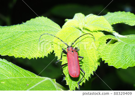 Benikamikiri 88320409