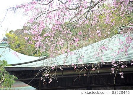 Spring at Zuisenji Temple in Kamakura Spring at Zuisenji Temple in Kamakura 88320445