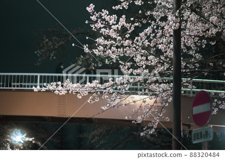 國立大學街的夜櫻和人行天橋 88320484