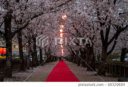 菊池神社入口處的紅地毯、夜櫻、燈籠等景觀 88320684