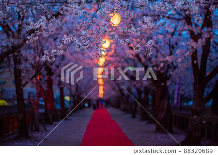 菊池神社入口處的紅地毯、夜櫻、燈籠等景觀 菊池神社入口處的紅地毯、夜櫻、燈籠等景觀 88320689