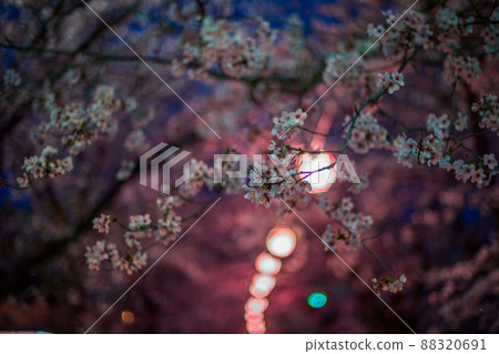 菊池神社入口處的紅地毯、夜櫻、燈籠等景觀 88320691