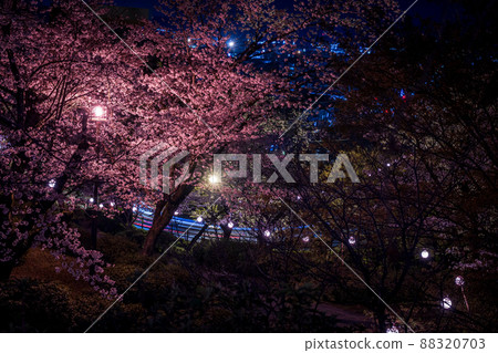 菊池神社入口處的紅地毯、夜櫻、燈籠等景觀 菊池神社入口處的紅地毯、夜櫻、燈籠等景觀 88320703