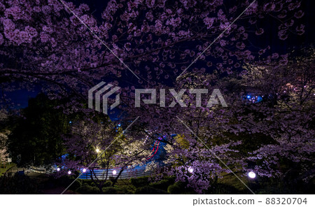 菊池神社入口處的紅地毯、夜櫻、燈籠等景觀 菊池神社入口處的紅地毯、夜櫻、燈籠等景觀 88320704