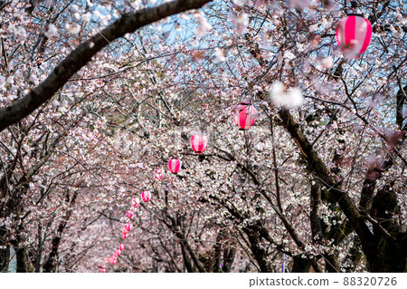A landscape of red carpets, cherry blossoms at night, and festival lanterns on the approach to Kikuchi Shrine 88320726