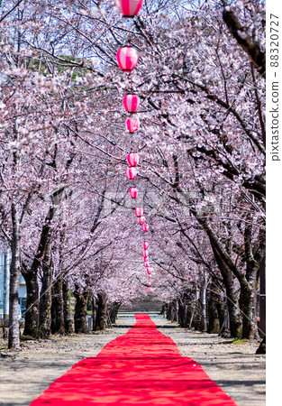 菊池神社入口處的紅地毯、夜櫻、燈籠等景觀 88320727