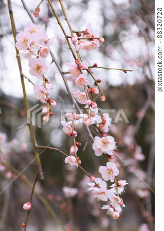 Weeping plum blossom 88320728