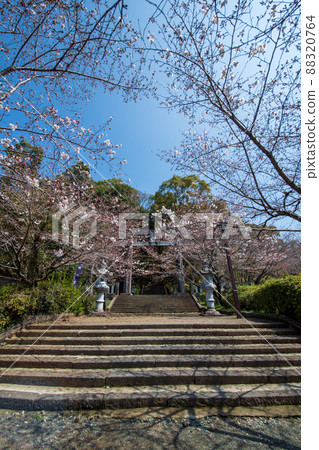 菊池神社入口處的紅地毯、夜櫻、燈籠等景觀 菊池神社入口處的紅地毯、夜櫻、燈籠等景觀 88320764