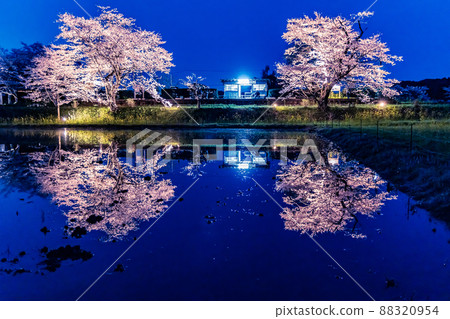 Scenery with cherry blossoms Kominato Railway Itabu Station cherry blossoms lit up 88320954