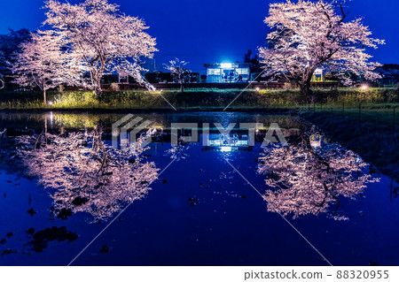 Scenery with cherry blossoms Kominato Railway Itabu Station cherry blossoms lit up 88320955