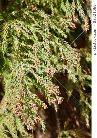 Around the time of Sugi pollen Around the time of Sugi pollen 88321069