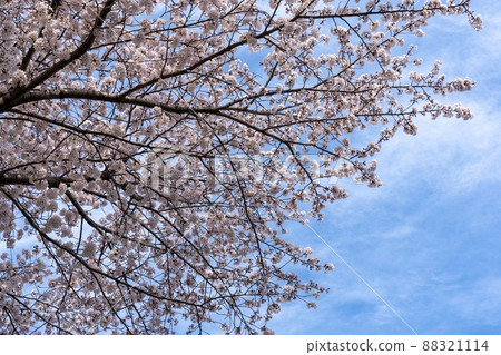 櫻桃樹和藍天 櫻桃樹和藍天 88321114