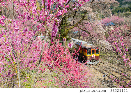 開花的渡瀨溪谷鐵路（Wassie）1 88321131