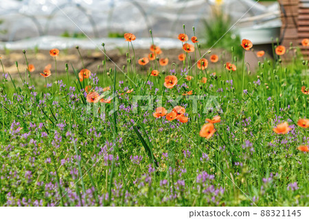 Papaver dubium blooming in the field Papaver dubium blooming in the field 88321145