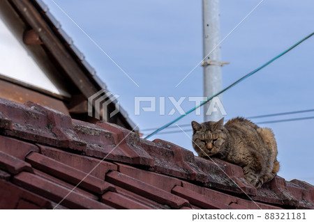 貓在屋頂上 88321181