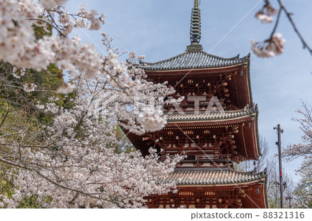 A photo of the scenery where you can see the cherry trees and the tower A photo of the scenery where you can see the cherry trees and the tower 88321316