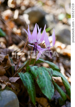 第3049章 卡塔庫栗 88321519