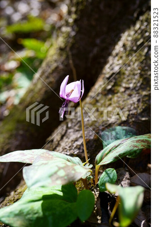 第3047章 卡塔庫栗 88321523