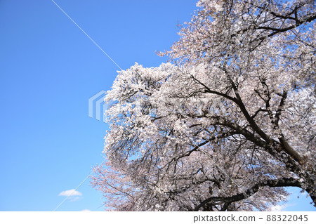 Cherry blossoms and blue sky Cherry blossoms and blue sky 88322045