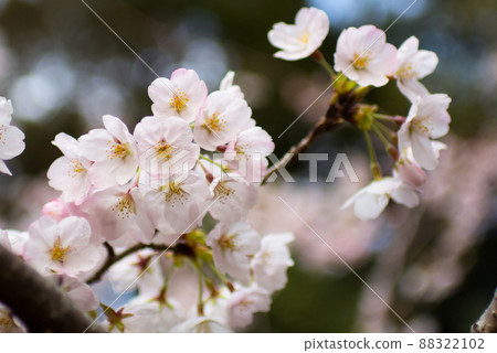 蓬鬆的櫻花 88322102