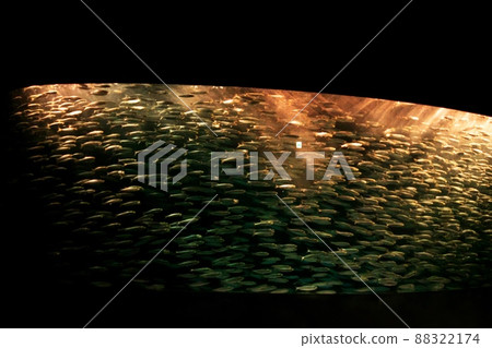 魷魚聲光的表現 魷魚聲光的表現 88322174