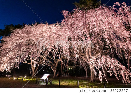 Gion's grandson cherry blossoms lit up 2 Gion's grandson cherry blossoms lit up 2 88322257