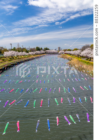 鶴田川櫻花和鯉魚飄帶（垂直）1 88322259