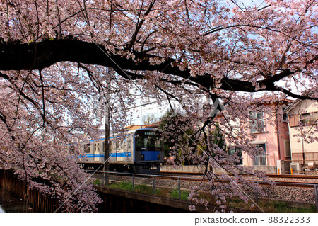 A local train bound for Hon-Kawagoe on the Seibu Shinjuku Line passing a row of cherry blossom trees near Musashi-Seki Station 88322333