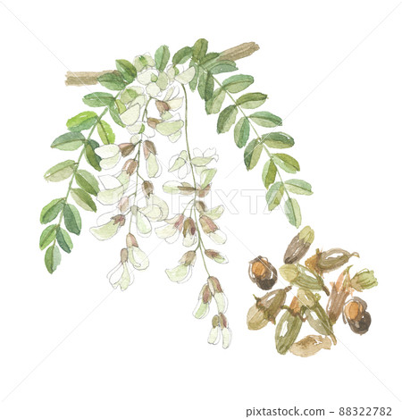 Enju flowers and buds 88322782