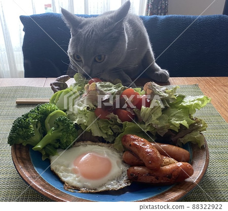 貓瞄準食物 貓瞄準食物 88322922