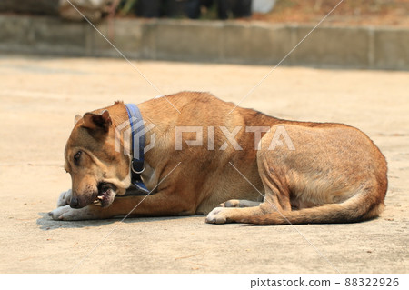 Brown Thai dog lying on the floor and eat bones. 88322926