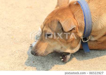 Brown Thai dog lying on the floor and eat bones. Brown Thai dog lying on the floor and eat bones. 88322927