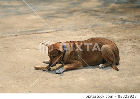 Brown Thai dog lying on the floor and eat bones. Brown Thai dog lying on the floor and eat bones. 88322928