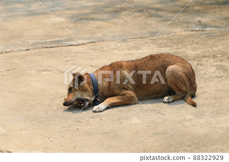 Brown Thai dog lying on the floor and eat bones. 88322929