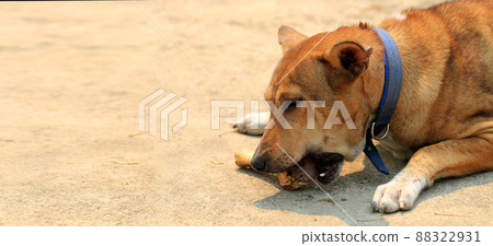 Brown Thai dog lying on the floor and eat bones. 88322931