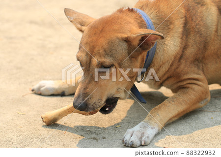 Brown Thai dog lying on the floor and eat bones. Brown Thai dog lying on the floor and eat bones. 88322932