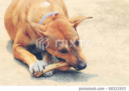 Brown Thai dog lying on the floor and eat bones. 88322933