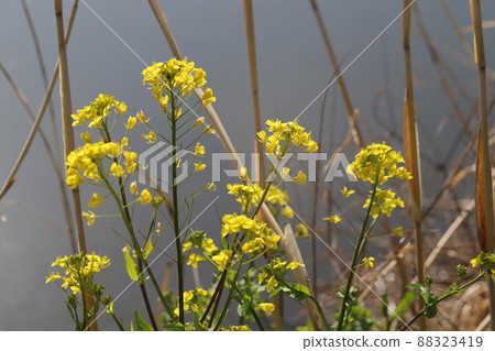 Yellow rape blossoms blooming in the fields of early spring in Japan 88323419