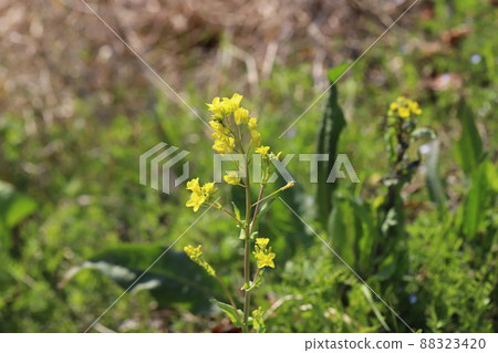 日本早春田野裡盛開的黃色油菜花 88323420