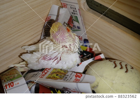 玄鳳幼鳥 88323562