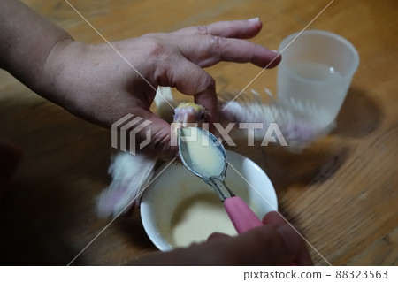 玄鳳幼鳥 88323563