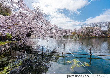 Inokashira Park in spring when cherry blossoms bloom Inokashira Park in spring when cherry blossoms bloom 88323658