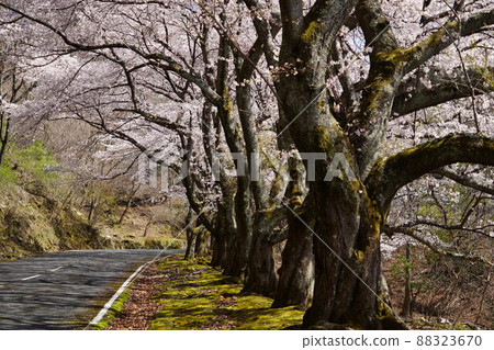 Takamadoyama Driveway on the day of the declaration of full bloom of cherry blossoms Takamadoyama Driveway on the day of the declaration of full bloom of cherry blossoms 88323670