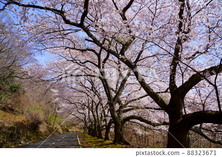 Takamadoyama Driveway on the day of the declaration of full bloom of cherry blossoms Takamadoyama Driveway on the day of the declaration of full bloom of cherry blossoms 88323671