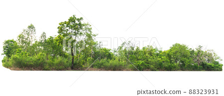 group green tree isolate on white background group green tree isolate on white background 88323931