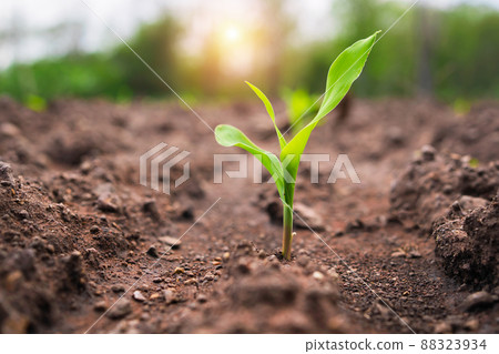 corn field with sunset at countryside. 88323934