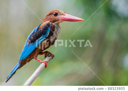 close up common kingfisher in nature close up common kingfisher in nature 88323935